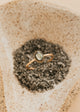 Abbie Ring