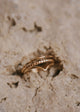 Thin gold hammered ring, beaded ring, and valley ring sold as a pack of rings perfect for creating a ring stack by Hello Adorn shown in 14k gold fill.